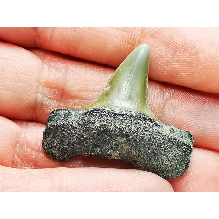 shark tooth: ISURUS RETROFLEXUS,  Miocene, Belgium