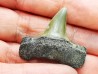 dent de requin: ISURUS RETROFLEXUS - Miocène - Belgique