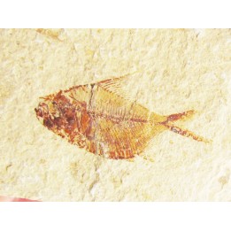 DIPLOMYSTUS BIRDI recto-verso (8)