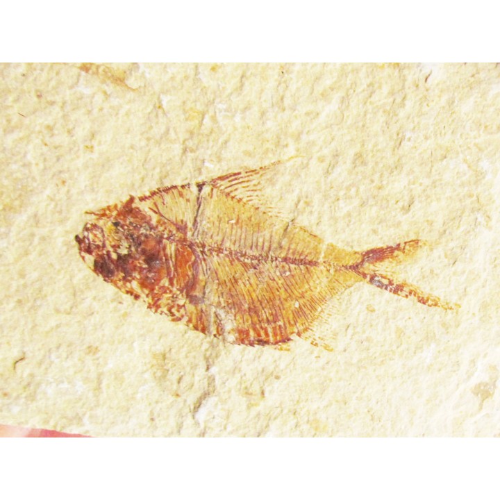 DIPLOMYSTUS BIRDI recto-verso (8)