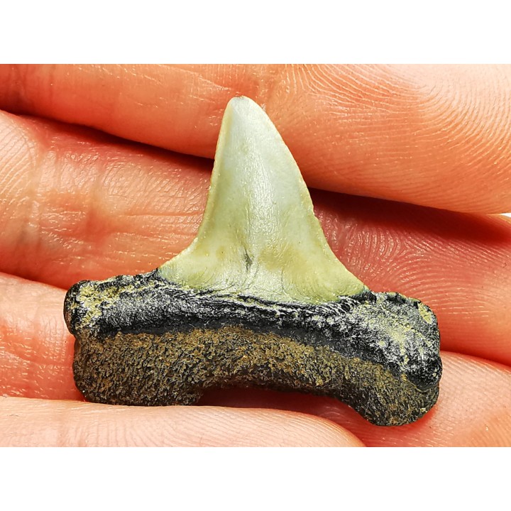 shark tooth: ISURUS RETROFLEXUS,  Miocene, Belgium