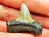 shark tooth: ISURUS RETROFLEXUS,  Miocene, Belgium