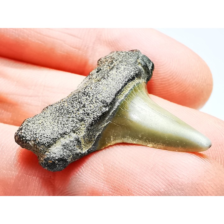 shark tooth: ISURUS RETROFLEXUS,  Miocene, Belgium