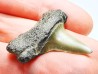 shark tooth: ISURUS RETROFLEXUS,  Miocene, Belgium