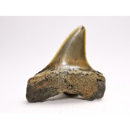 dent de requin: ISURUS RETROFLEXUS - Miocène - Belgique