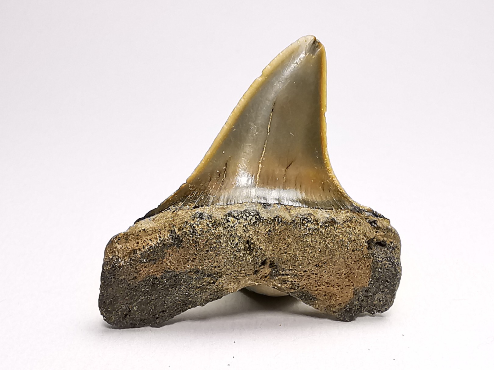 shark tooth: ISURUS RETROFLEXUS, Miocene, Belgium