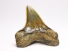 shark tooth: ISURUS RETROFLEXUS, Miocene, Belgium