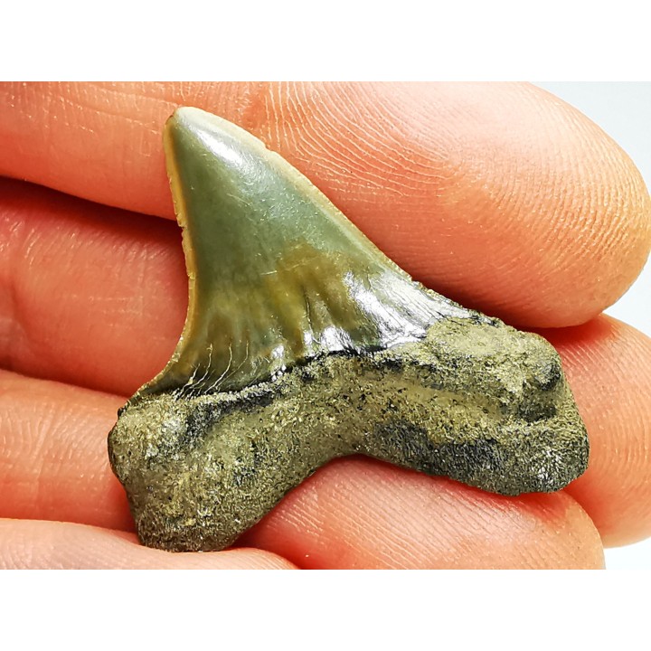 shark tooth: ISURUS RETROFLEXUS,  Miocene, Belgium
