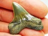 dent de requin: ISURUS RETROFLEXUS - Miocène - Belgique
