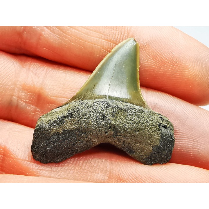 shark tooth: ISURUS RETROFLEXUS,  Miocene, Belgium