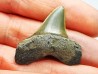 shark tooth: ISURUS RETROFLEXUS, Miocene, Belgium