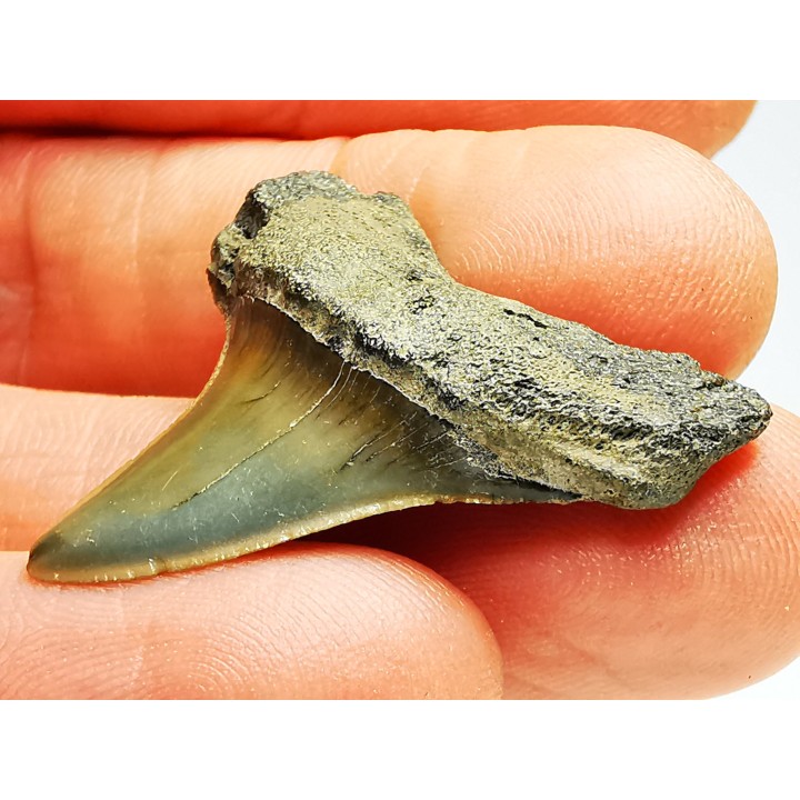 dent de requin: ISURUS RETROFLEXUS - Miocène - Belgique