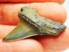 dent de requin: ISURUS RETROFLEXUS - Miocène - Belgique