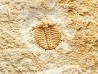Odontopleura (Sinespinaspis) markhami - Silurian - Forbes, NSW, Austarlia