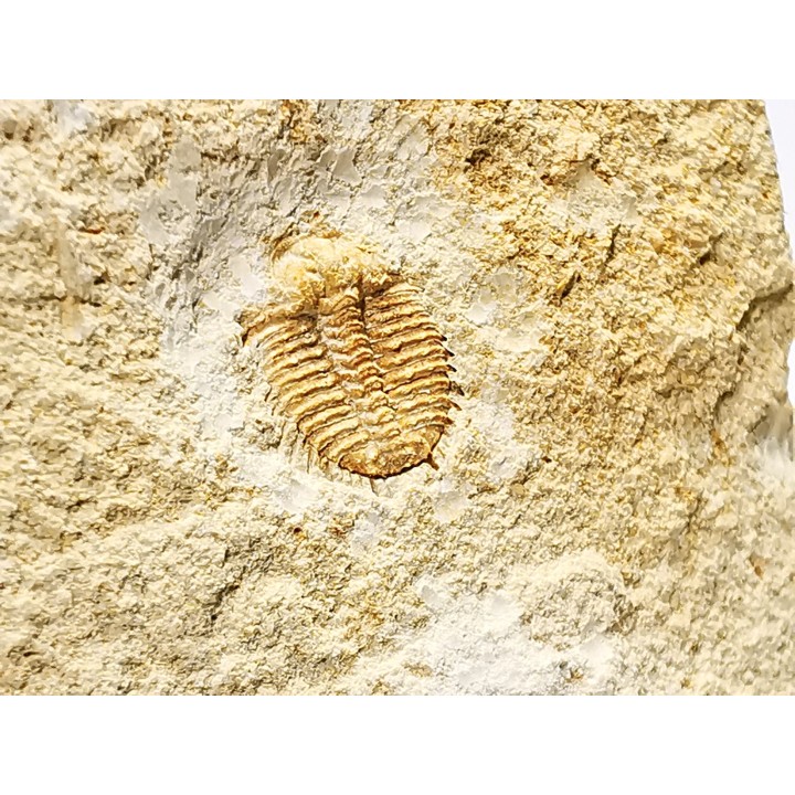 Odontopleura (Sinespinaspis) markhami - Silurien - Forbes, Australie