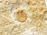 Odontopleura (Sinespinaspis) markhami - Silurian - Forbes, NSW, Austarlia
