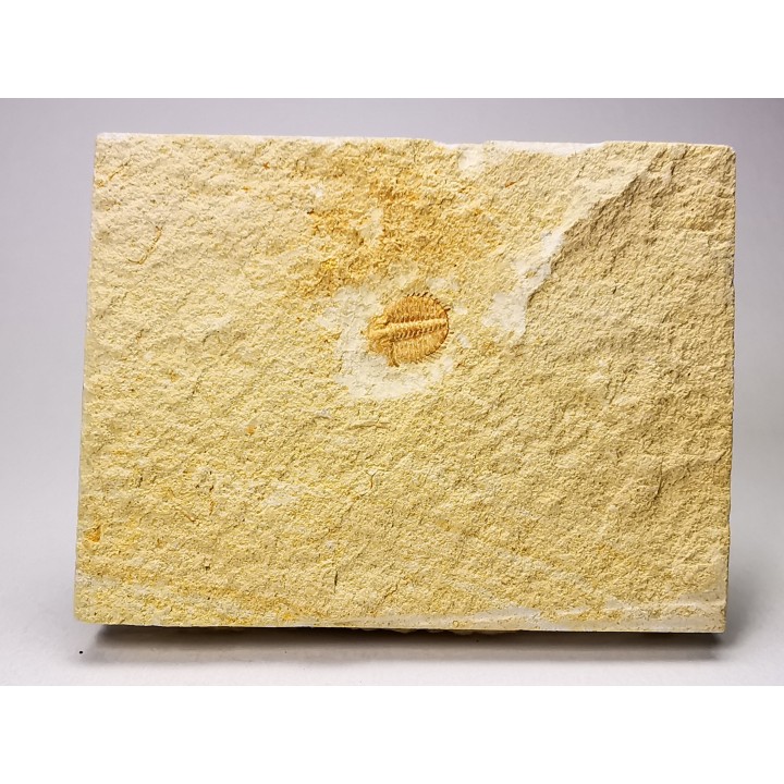 Odontopleura (Sinespinaspis) markhami - Silurien - Forbes, Australie