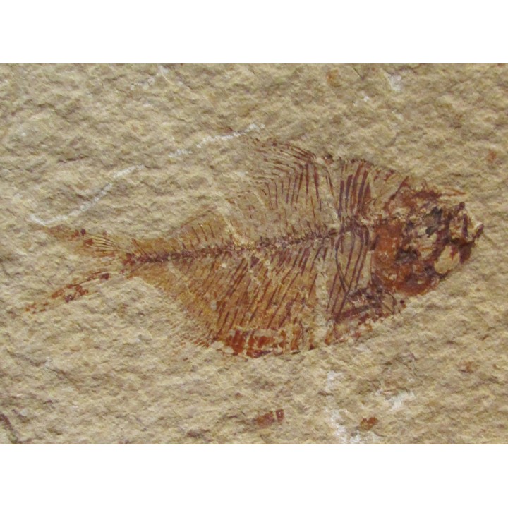 DIPLOMYSTUS BIRDI recto-verso (8)