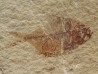 DIPLOMYSTUS BIRDI recto-verso (8)