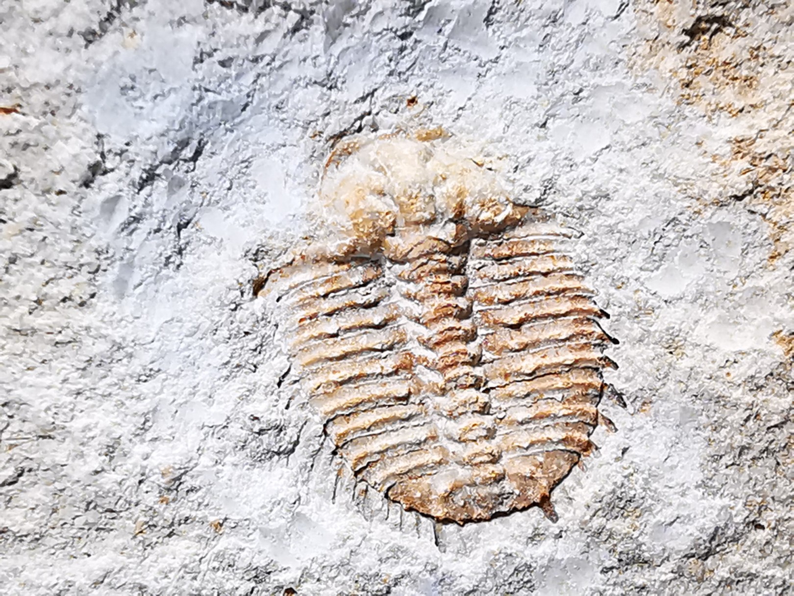 Odontopleura (Sinespinaspis) markhami - Silurien - Forbes, Australie