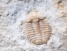 Odontopleura (Sinespinaspis) markhami - Silurien - Forbes, Australie