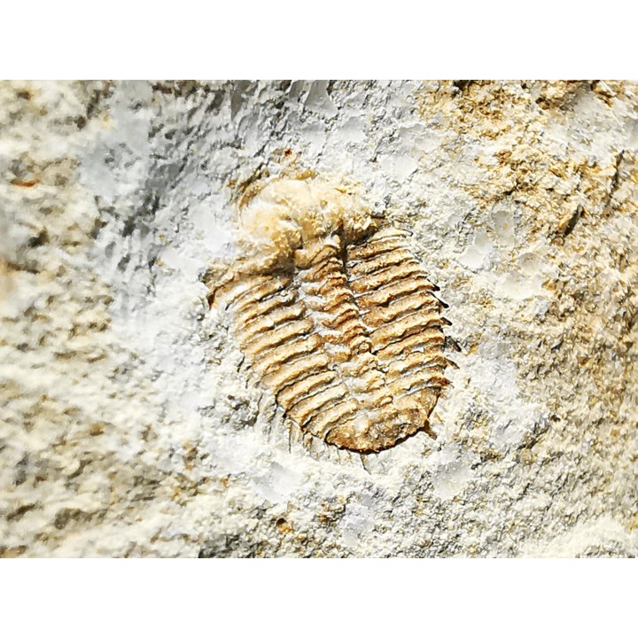 Odontopleura (Sinespinaspis) markhami - Silurian - Forbes, NSW, Austarlia