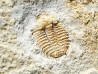 Odontopleura (Sinespinaspis) markhami - Silurian - Forbes, NSW, Austarlia