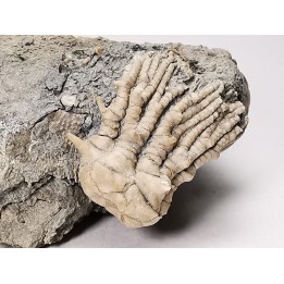 Tholocrinus spinosus - Carboniferous - Glean Dean F. - Grayson Co, Kentucky, USA