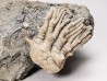 Tholocrinus spinosus - Carbonifère - Glean Dean F. - Grayson Co, Kentucky, USA