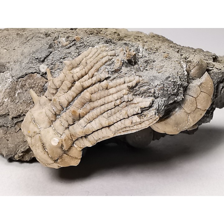 Tholocrinus spinosus - Carboniferous - Glean Dean F. - Grayson Co, Kentucky, USA