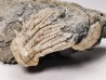 Tholocrinus spinosus - Carbonifère - Glean Dean F. - Grayson Co, Kentucky, USA