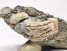 Tholocrinus spinosus - Carbonifère - Glean Dean F. - Grayson Co, Kentucky, USA
