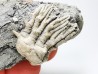 Tholocrinus spinosus - Carbonifère - Glean Dean F. - Grayson Co, Kentucky, USA