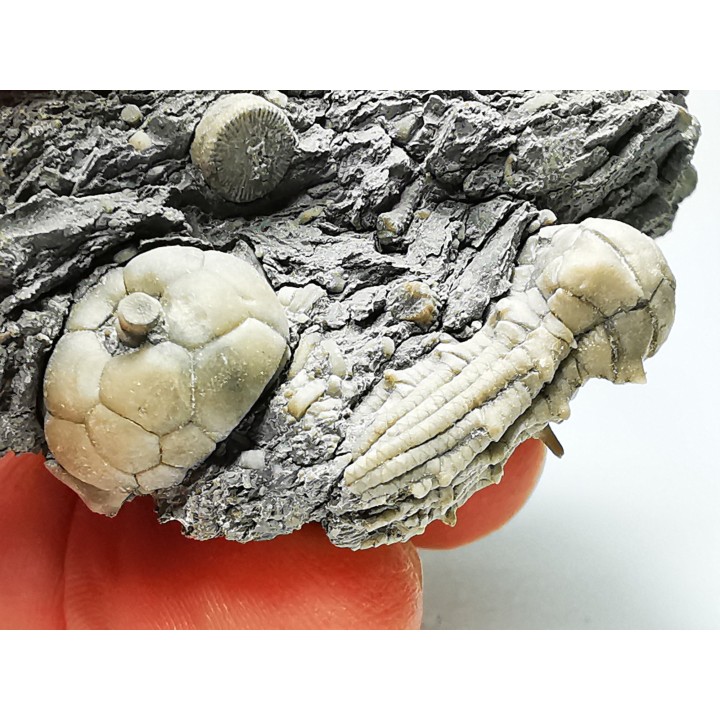 Tholocrinus spinosus - Carboniferous - Glean Dean F. - Grayson Co, Kentucky, USA