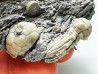 Tholocrinus spinosus - Carboniferous - Glean Dean F. - Grayson Co, Kentucky, USA
