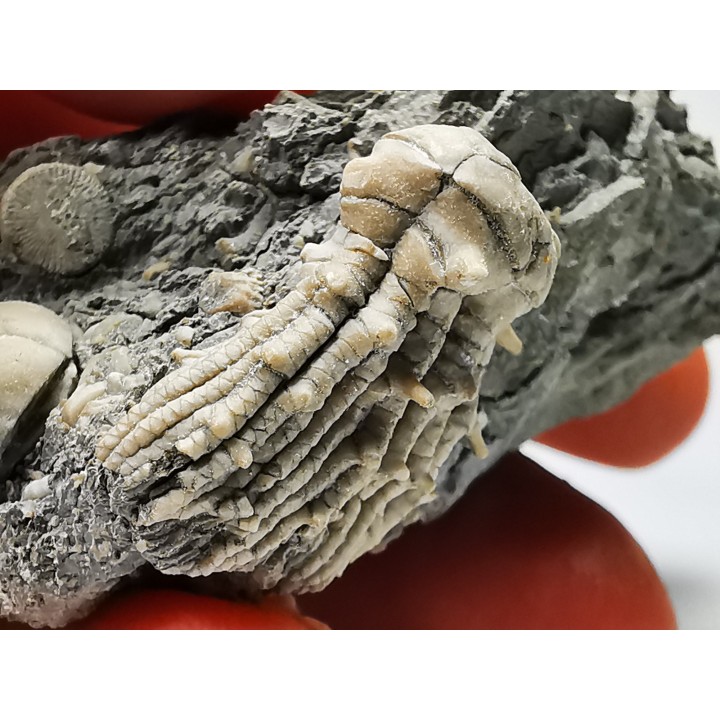 Tholocrinus spinosus - Carbonifère - Glean Dean F. - Grayson Co, Kentucky, USA