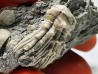 Tholocrinus spinosus - Carbonifère - Glean Dean F. - Grayson Co, Kentucky, USA