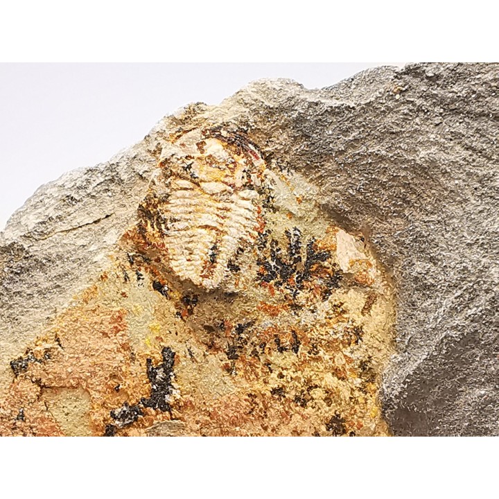 Estaingia bilobata, Cambrien inférieur, Australie Méridionale