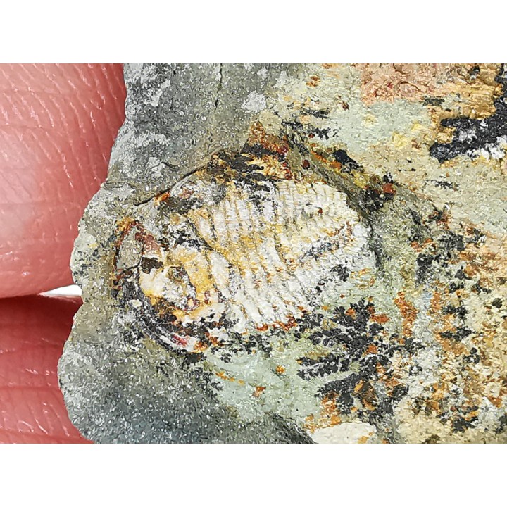 Estaingia bilobata, Cambrien inférieur, Australie Méridionale