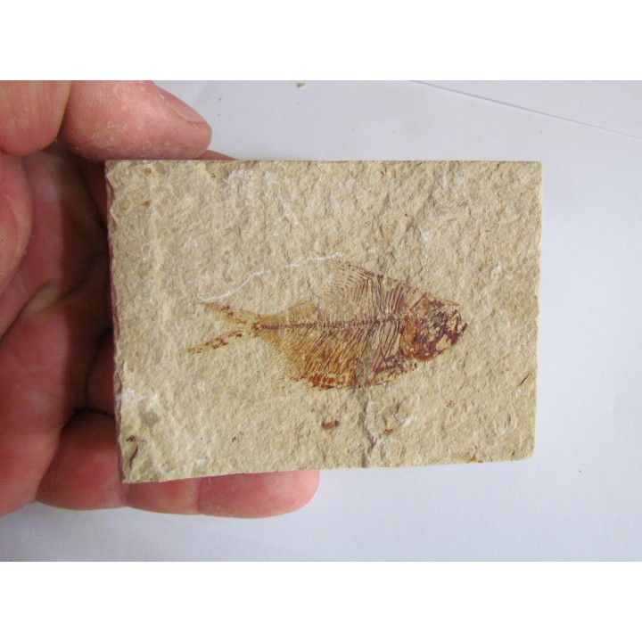 DIPLOMYSTUS BIRDI recto-verso (8)