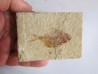 DIPLOMYSTUS BIRDI recto-verso (8)