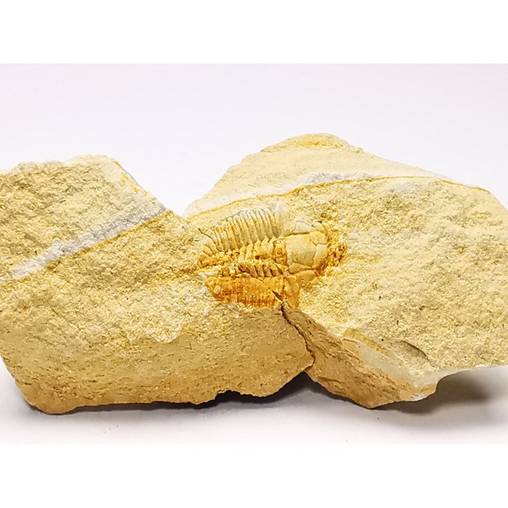 Megagnostus glandiformis - Cambrien moyen - Tasmanie - AUSTRALIE