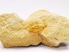 Megagnostus glandiformis - middle Cambrian - Tasmania - AUSTRALIA