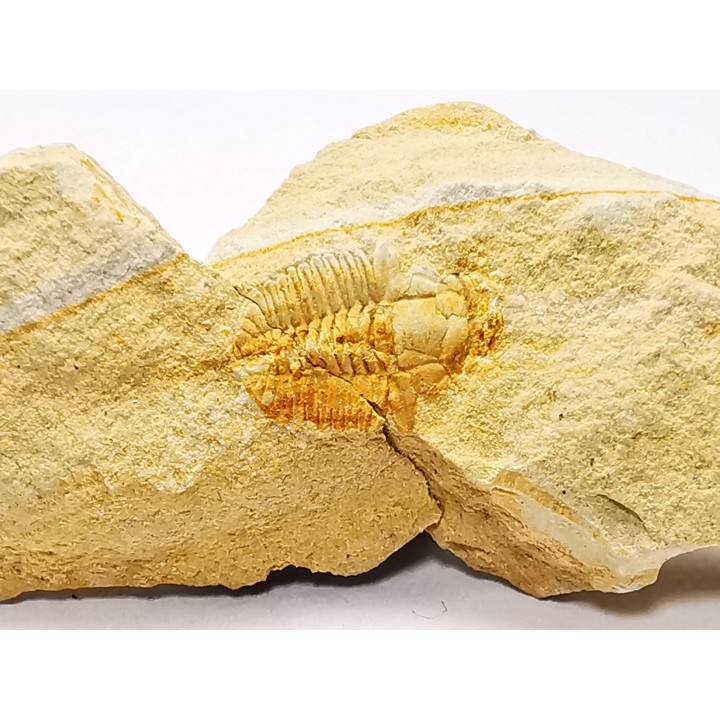 Megagnostus glandiformis - middle Cambrian - Tasmania - AUSTRALIA