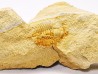Megagnostus glandiformis - middle Cambrian - Tasmania - AUSTRALIA