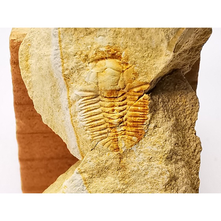 Megagnostus glandiformis - Cambrien moyen - Tasmanie - AUSTRALIE