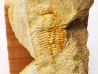 Megagnostus glandiformis - Cambrien moyen - Tasmanie - AUSTRALIE