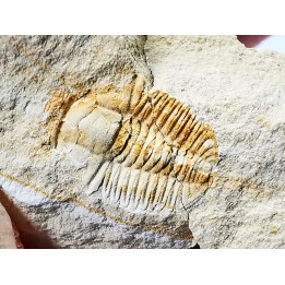 Megagnostus glandiformis - middle Cambrian - Tasmania - AUSTRALIA