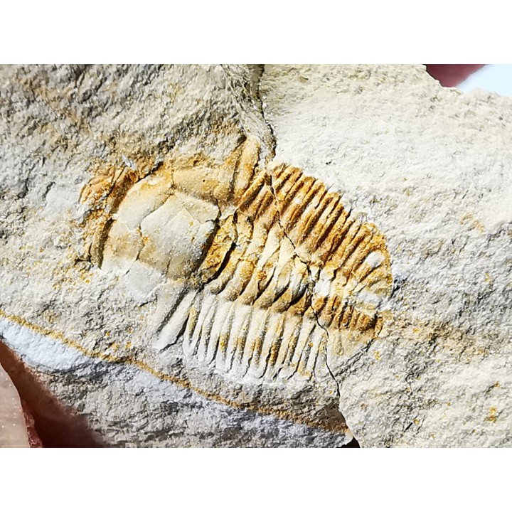 Megagnostus glandiformis - Cambrien moyen - Tasmanie - AUSTRALIE