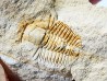 Megagnostus glandiformis - Cambrien moyen - Tasmanie - AUSTRALIE